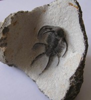 /album/kepgaleria-fenykepgaleria2/trilobita-ceratarges-1-2-jpg/